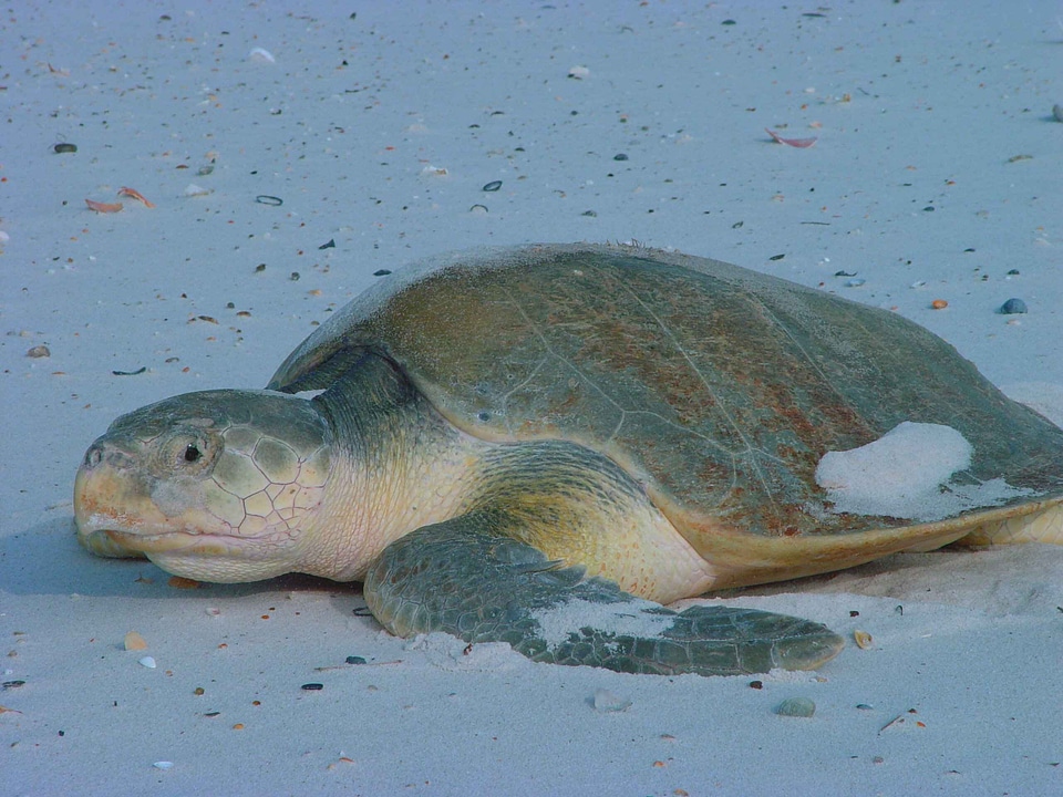 Lepidochelys Kempii mare sea turtle