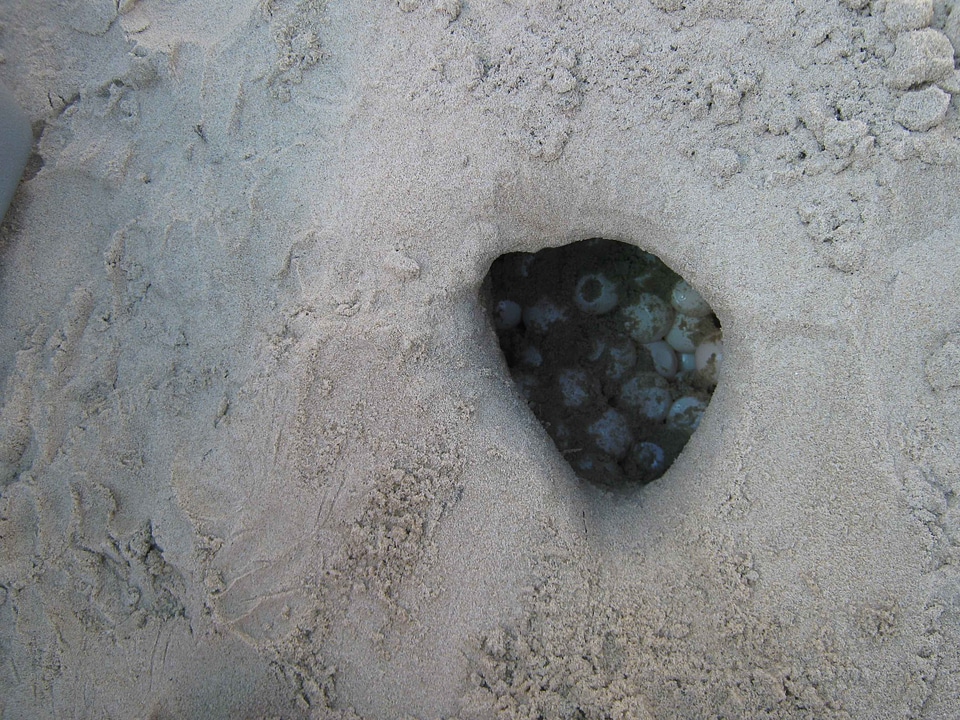 Mare nest sea turtle