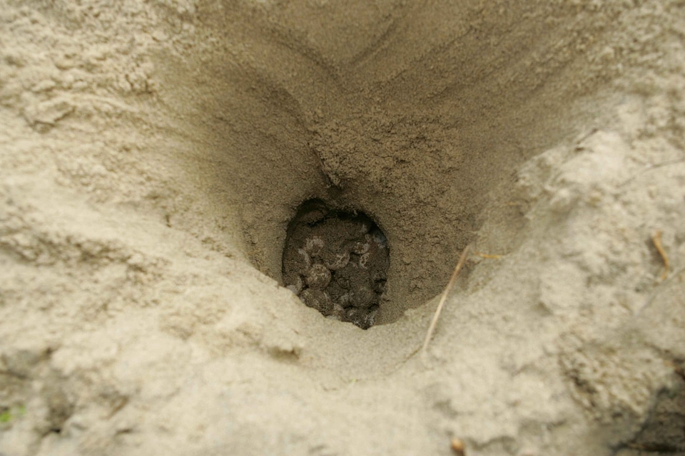 Caretta Caretta mare nest