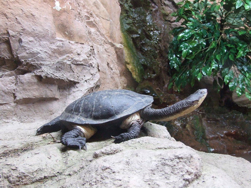 Malaclemys Terrapin tortoise 