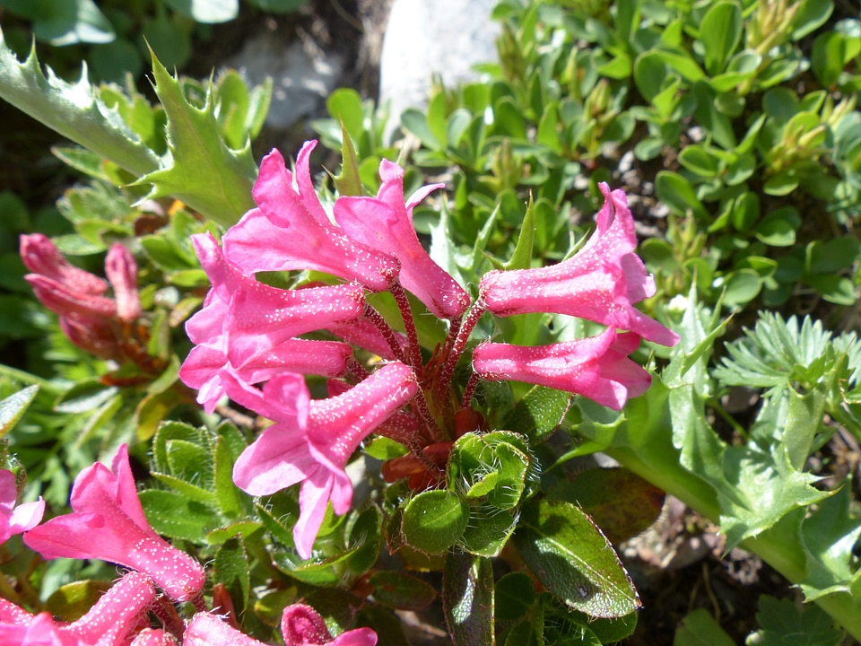 Pink rhododendron hirsutum rhododendron