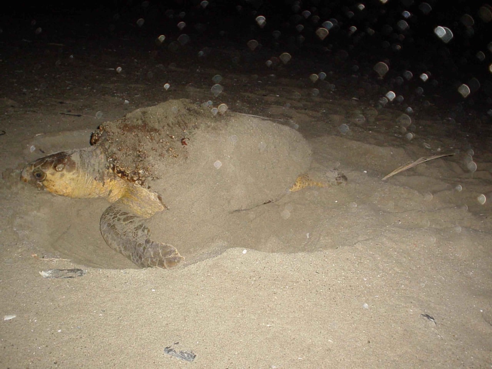 Animal Caretta caretta nest