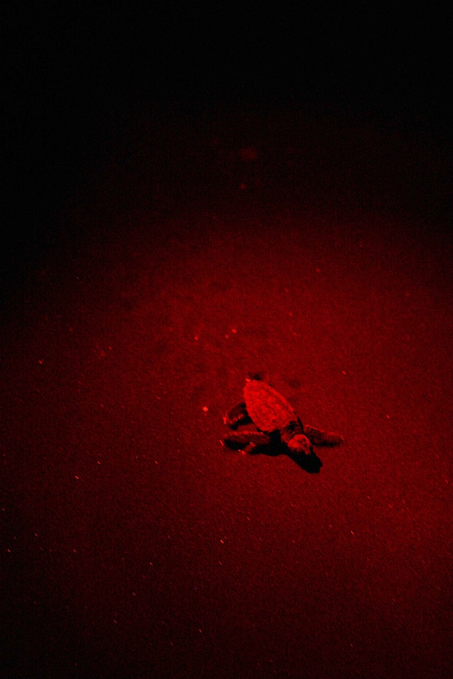 Baby Caretta caretta light
