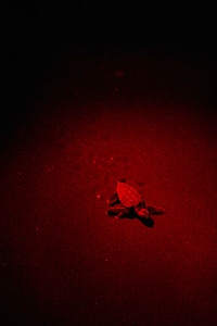 Baby Caretta caretta light