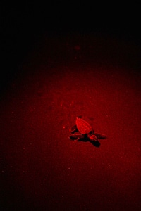 Baby Caretta caretta light photo