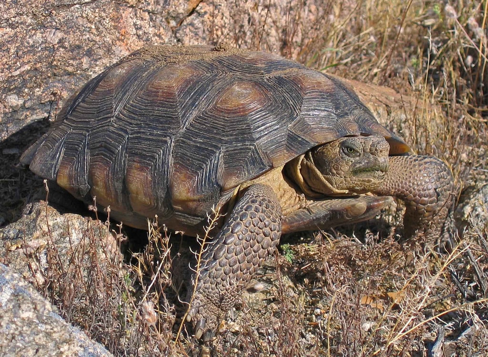 Desert desert tortoise tortoise