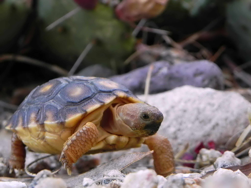 Desert desert tortoise tortoise