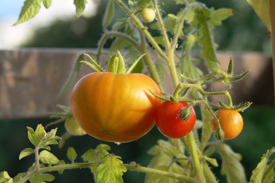 Yellow vegetable garden green