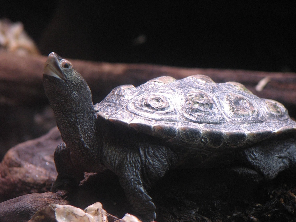 Terrarium tortoise 