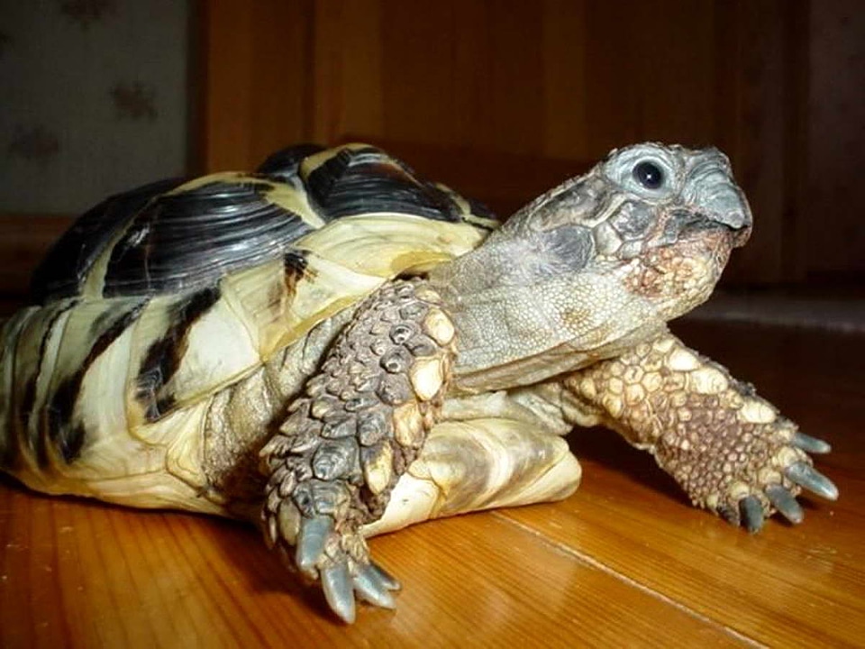 Fauna reptile tortoise