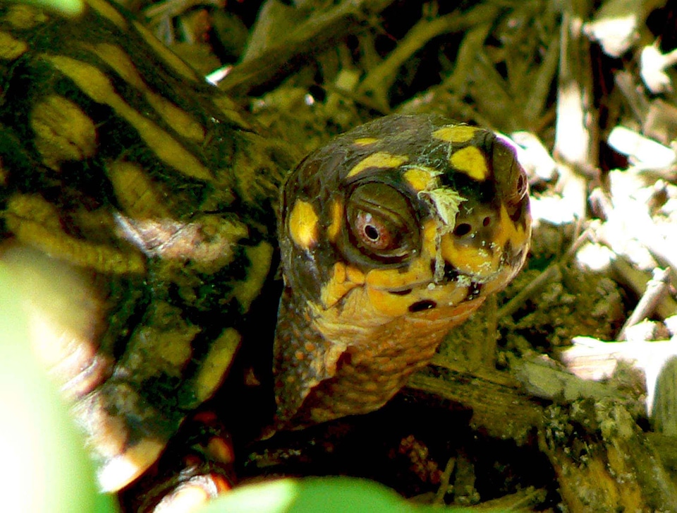 Box chief Terrapene carolina bauri