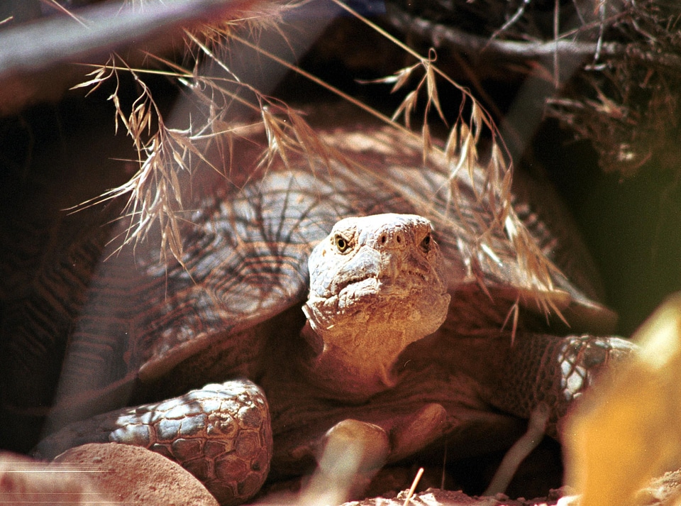 Desert desert tortoise reptile