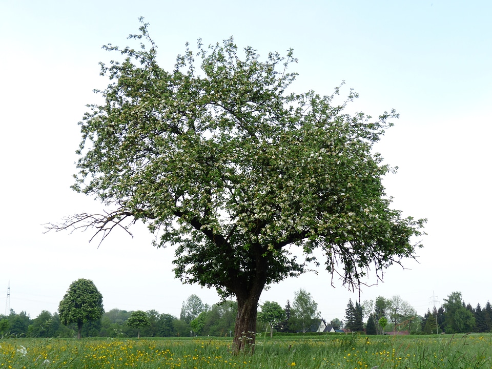 Apple blossom nature spring