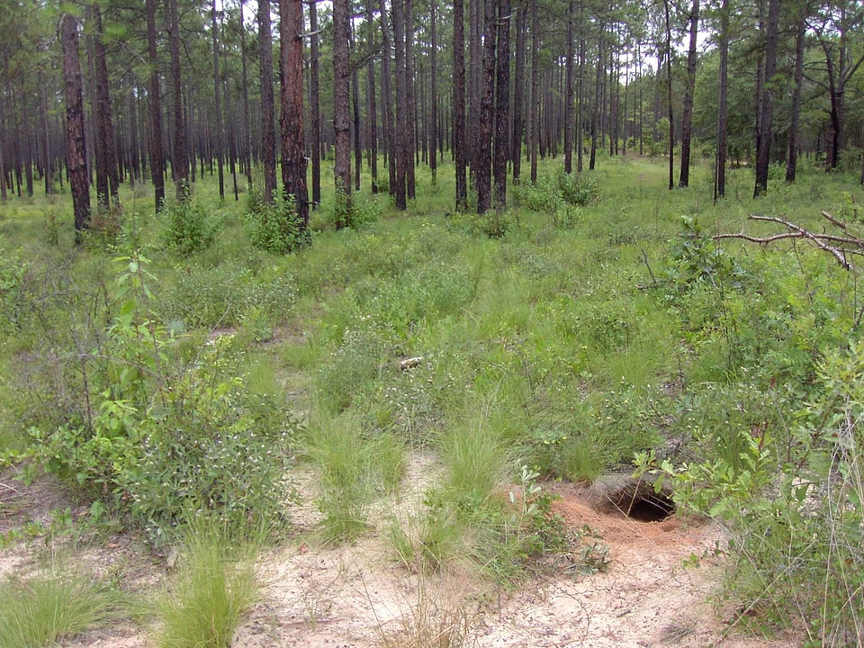 Burrow Geomyidae rodentia gopher tortoise