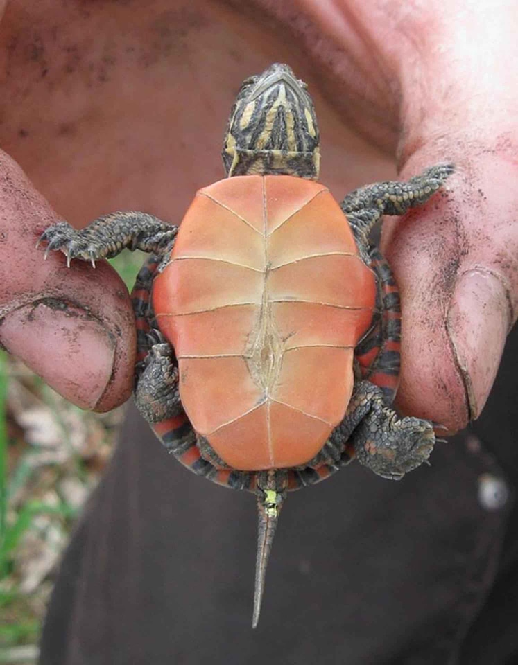 Baby Chrysemys picta tortoise