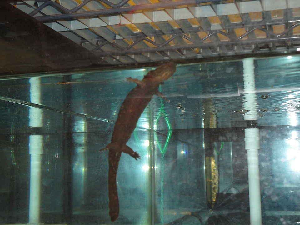 Cryptobranchus Alleganiensis  