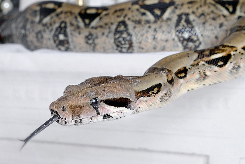 Wildlife serpent boa