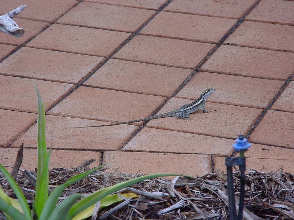 Home lizard 