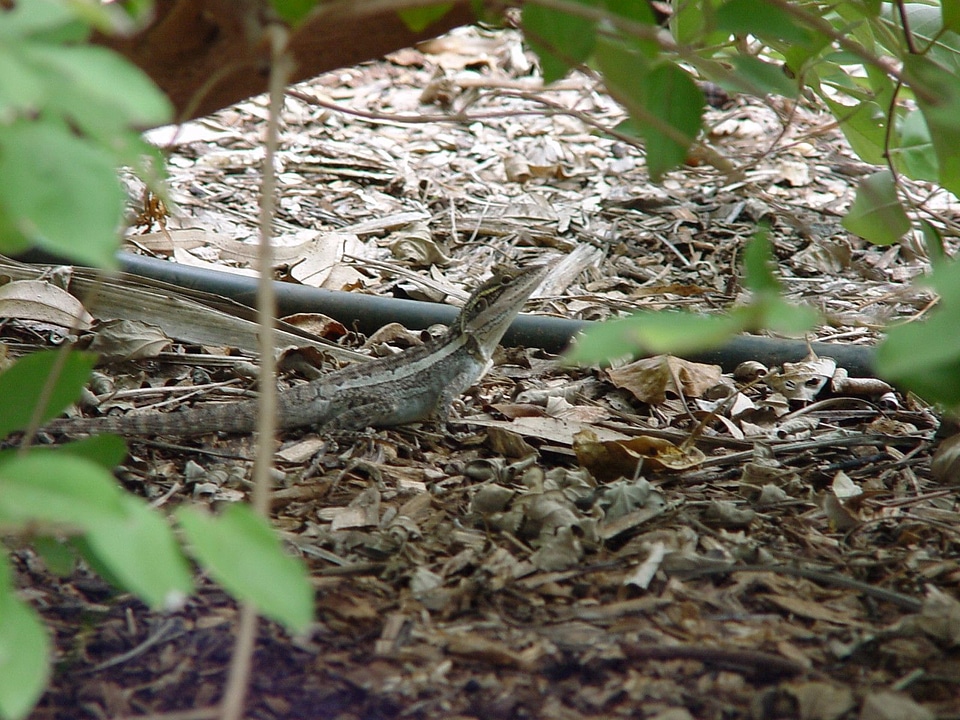Leaves lizard 
