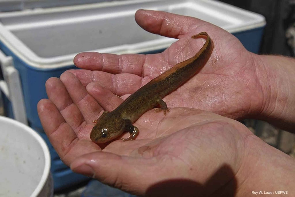 Giant giant salamander juvenile