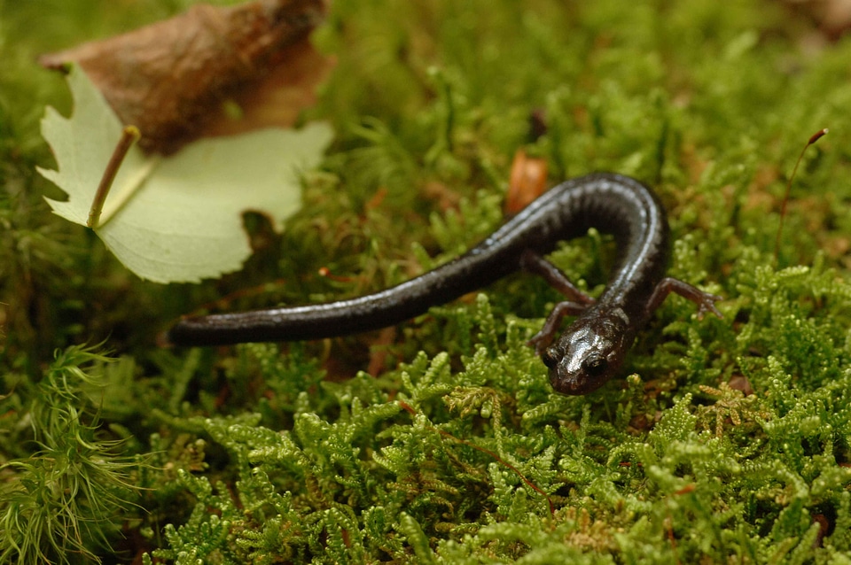 Mountain Plethodon nettingi salamander