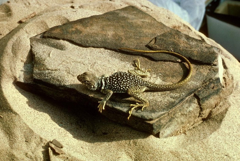 Crotaphytus Collaris lizard 