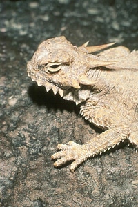 Amphibia court face