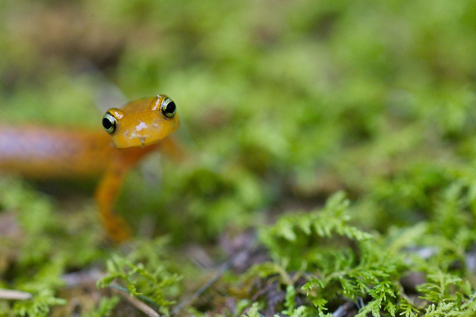 Salamander standing 