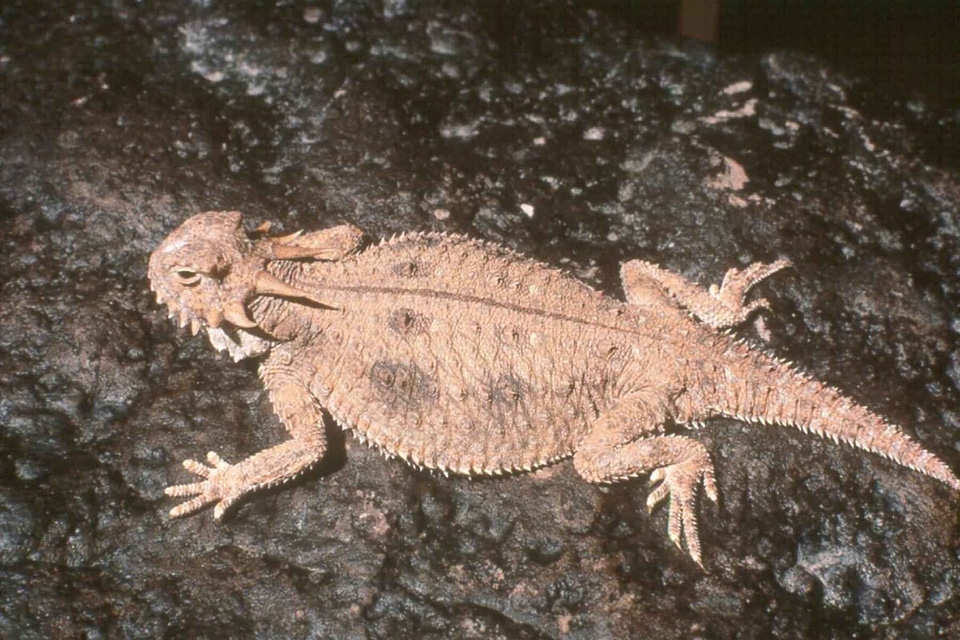 Apartment horned lizard lizard