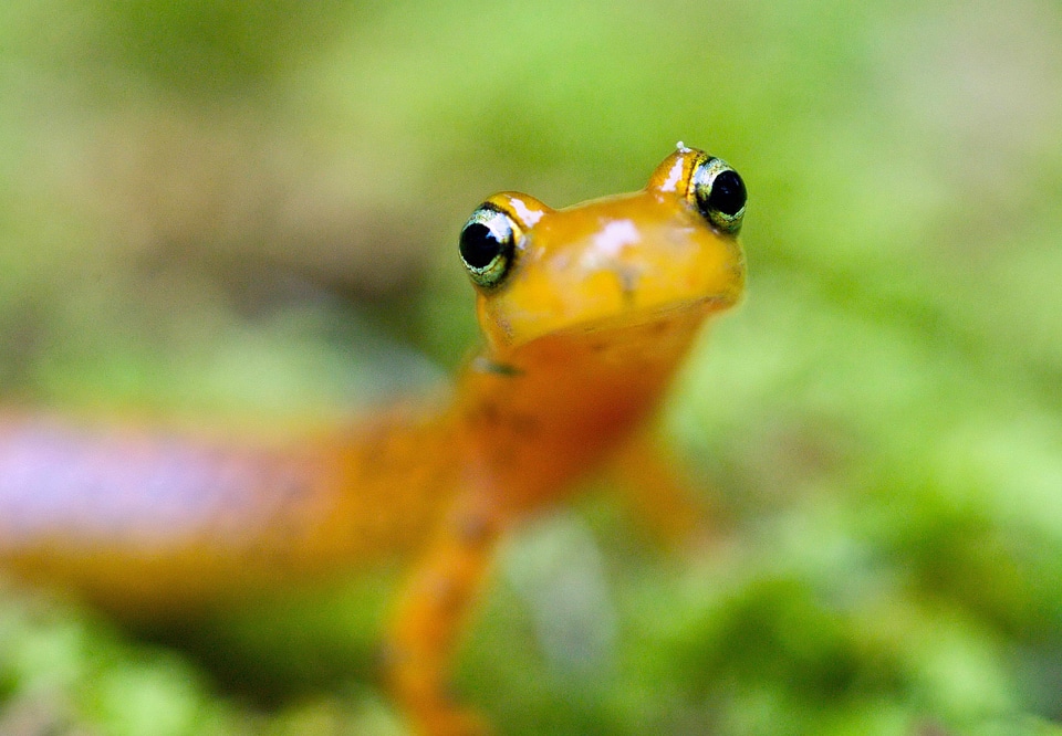 Close reptile salamander