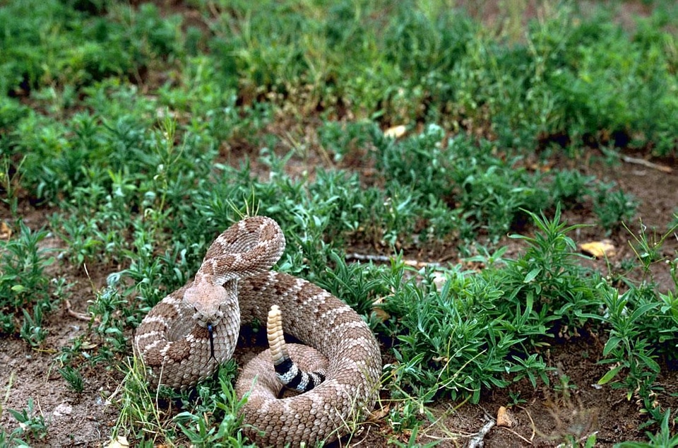 Diamond rattlesnake western