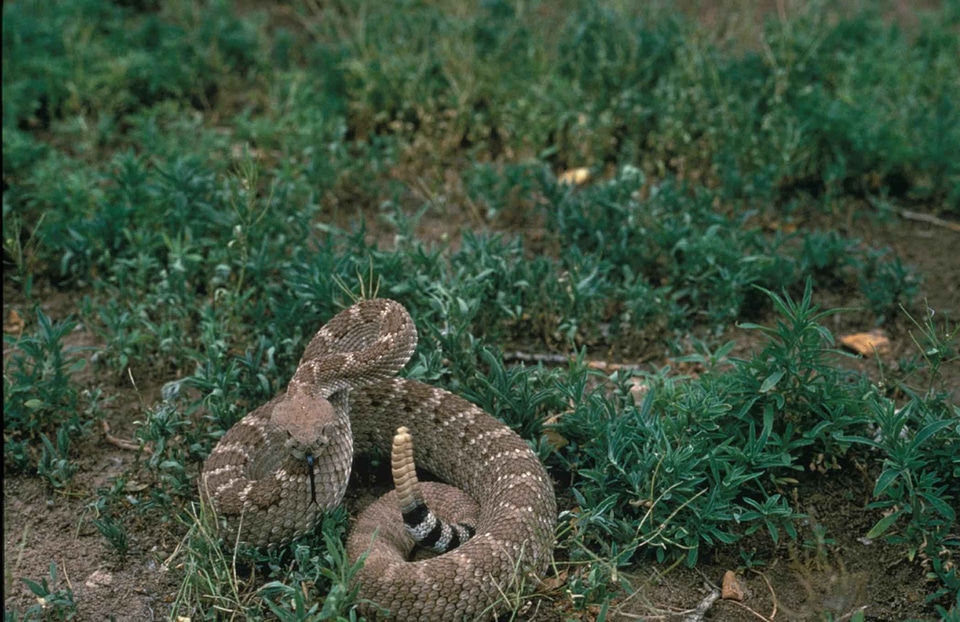 Diamond rattlesnake western