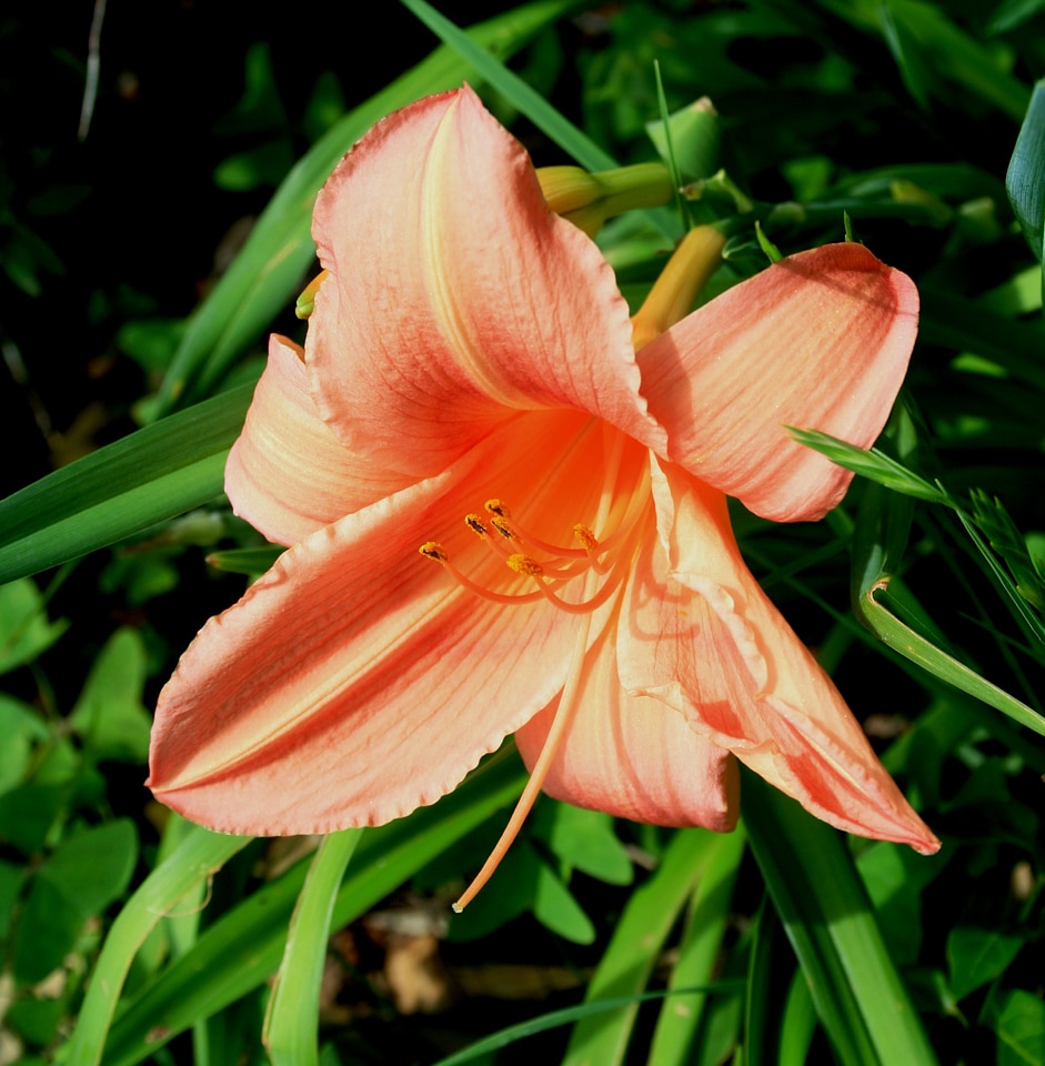 Orange fragile stamen