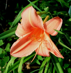 Orange fragile stamen