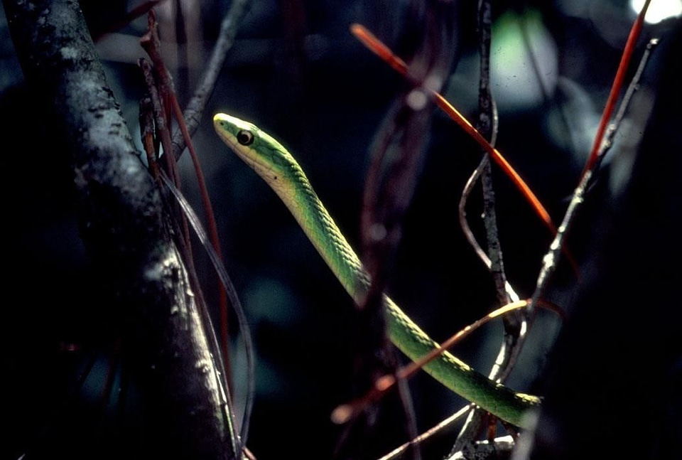 Green Snake greenery royal