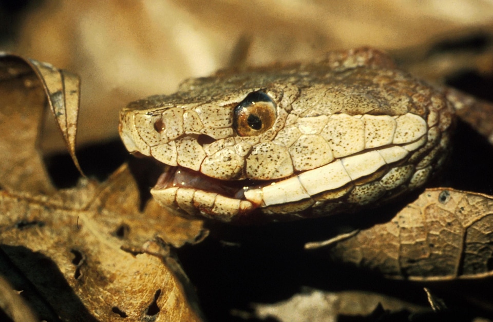 Agkistrodon Contortrix chief reptile