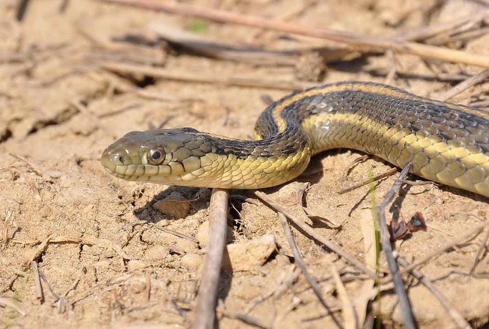 Garter garter snake giant