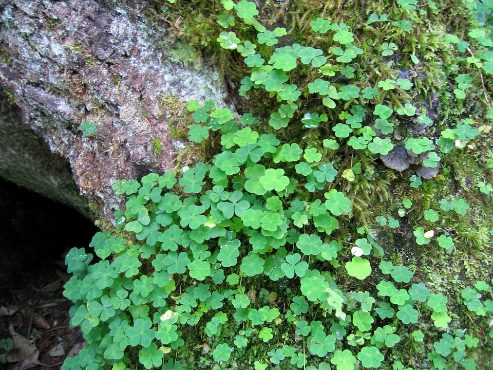 Field undergrowth detail