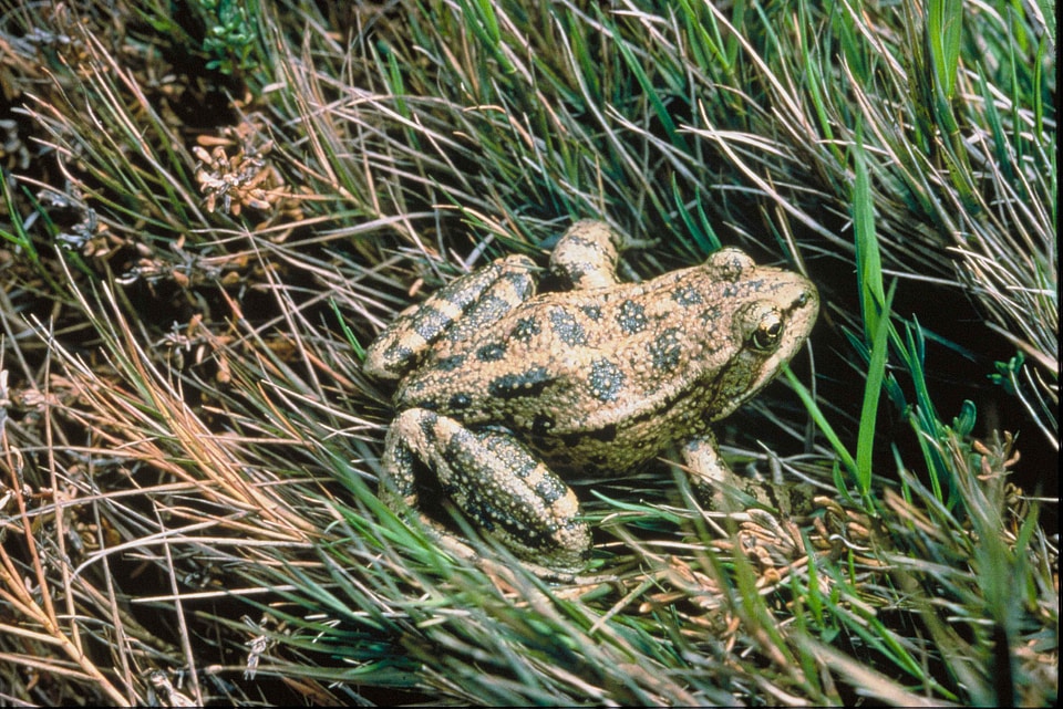 Frog red 