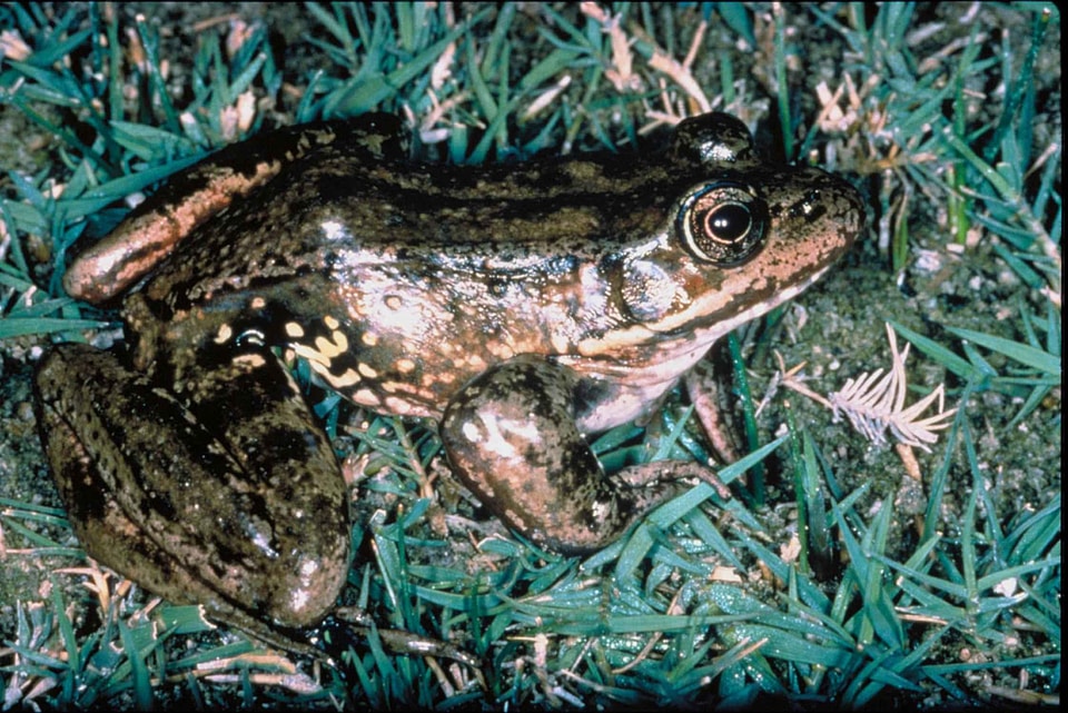 Frog grass plants red