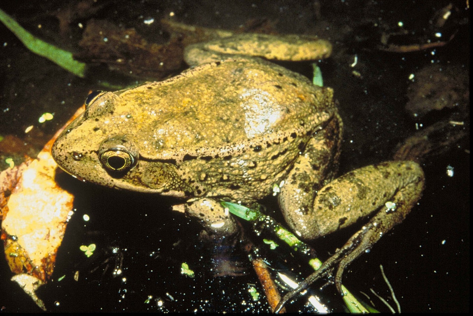 Amphibia animal frog