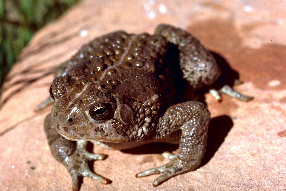 Frog toad 