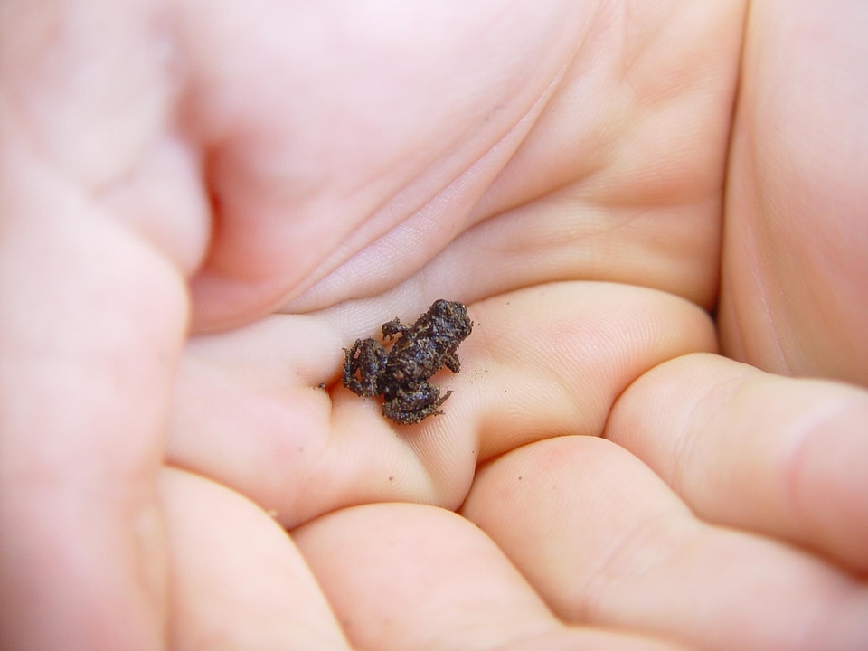 Frog hand 