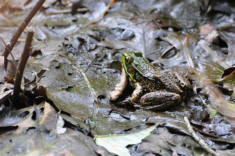 Frog leaves 