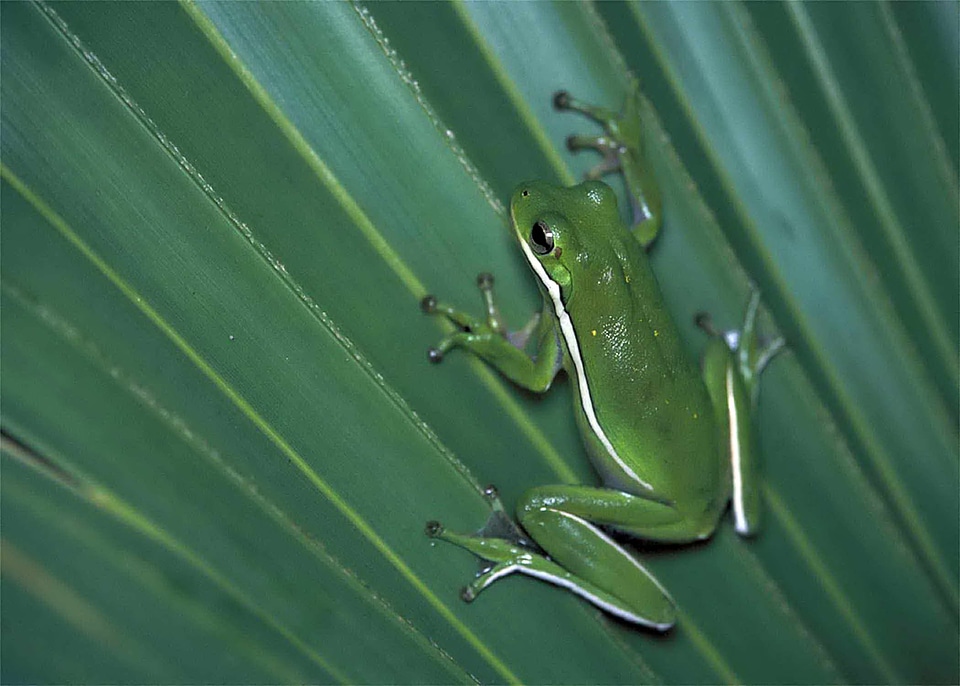 Amphibia frog greenery