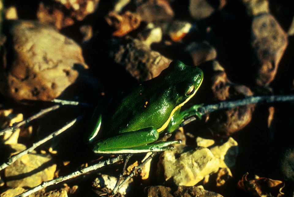 Amphibia bottom frog