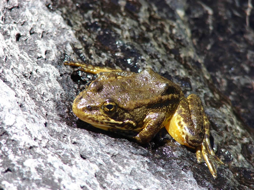 Frog mountain yellow