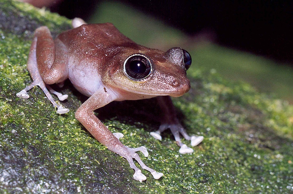 Female frog 