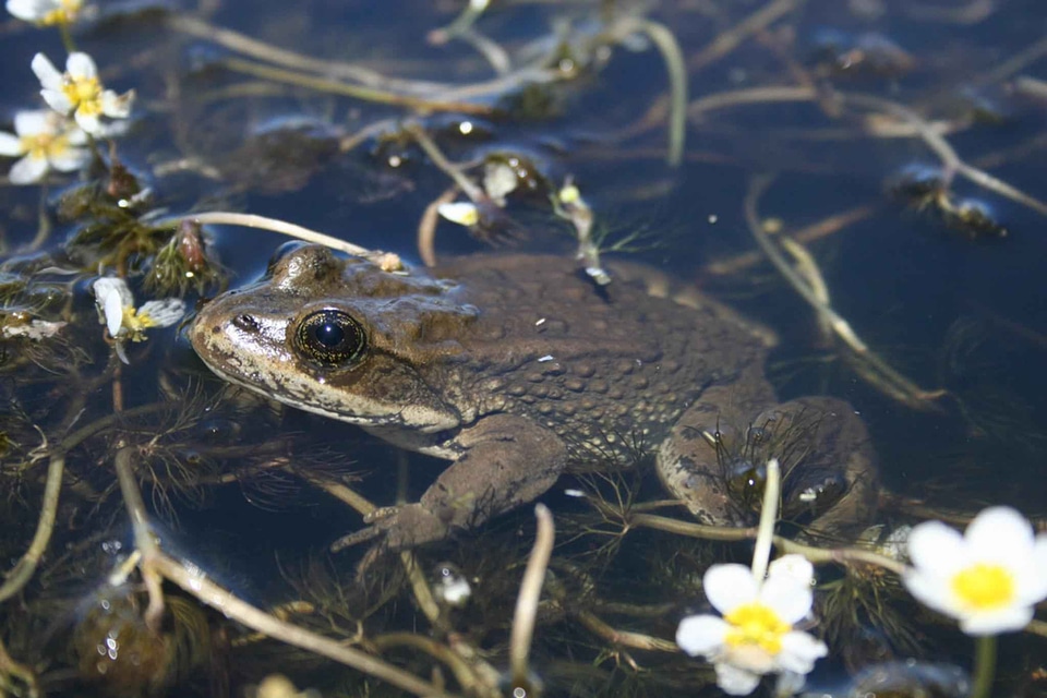 Frog  
