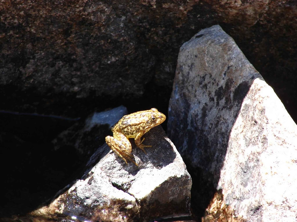 Frog metallic mountain